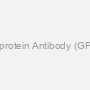 Anti-Glycoprotein Antibody (GP) Antibody
